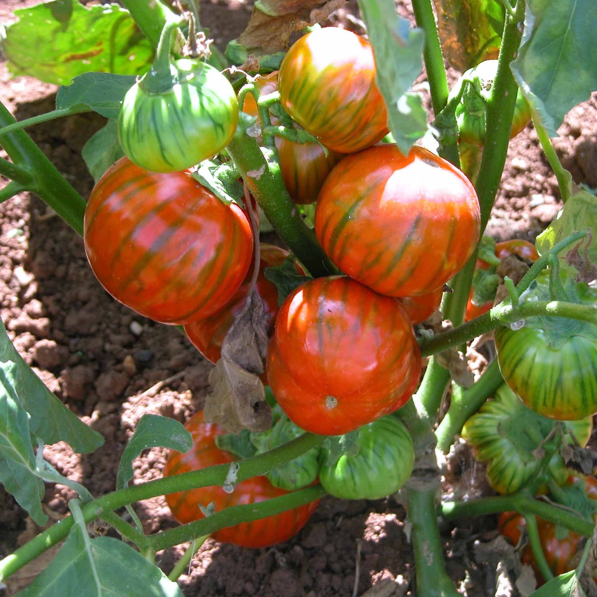 La Melanzana di Rotonda Dop