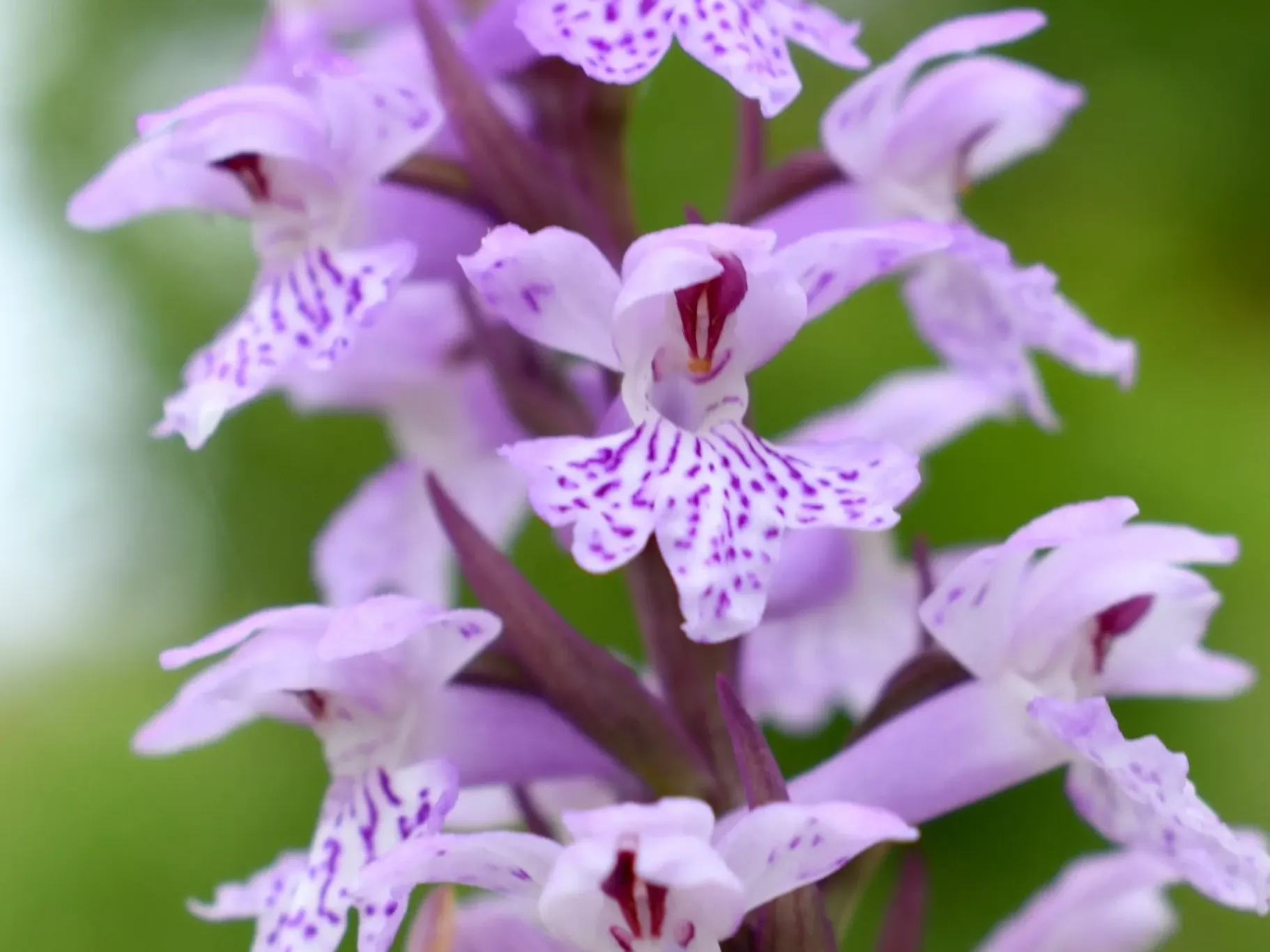 Alberi monumentali, piante aromatiche e alimurgiche, orchidee spontanee – Parco Nazionale del Pollino