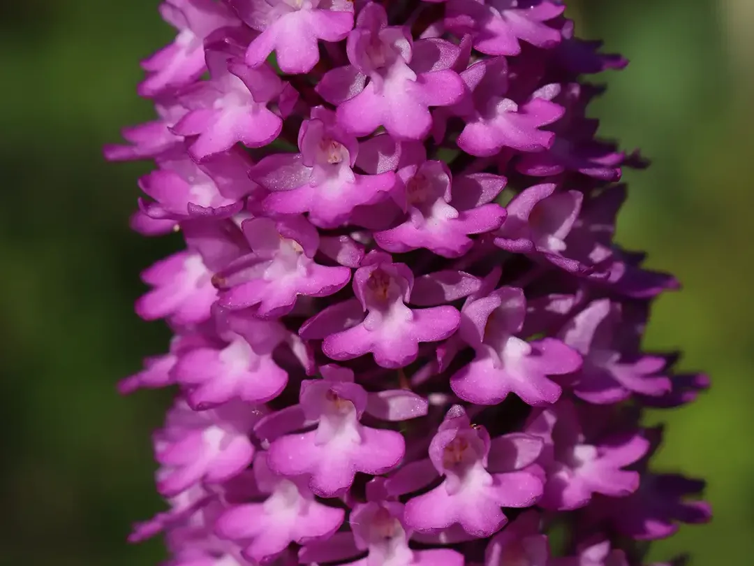 Orchidee spontanee – Moliterno (PZ)