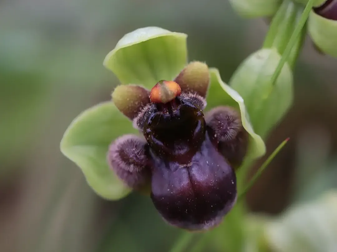 Orchidee spontanee – Moliterno (PZ)
